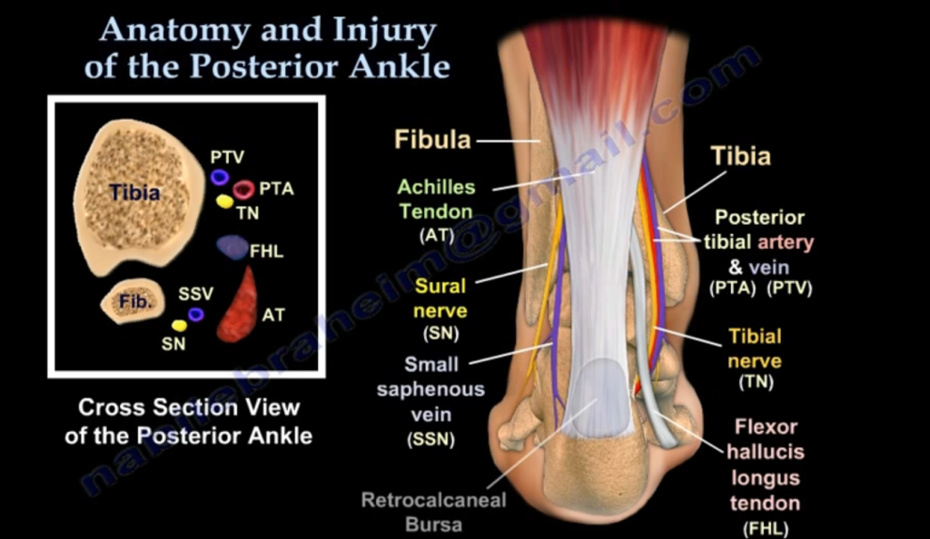 Posterior Ankle