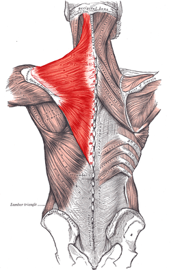 Trapezius Muscle