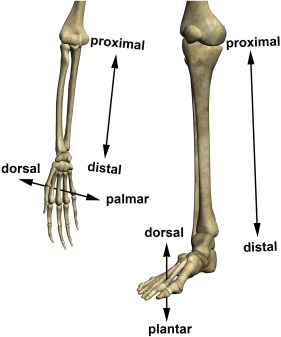 Proximal and Distal