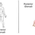 Anterior and Posterior