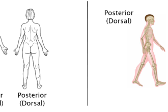 Anterior and Posterior