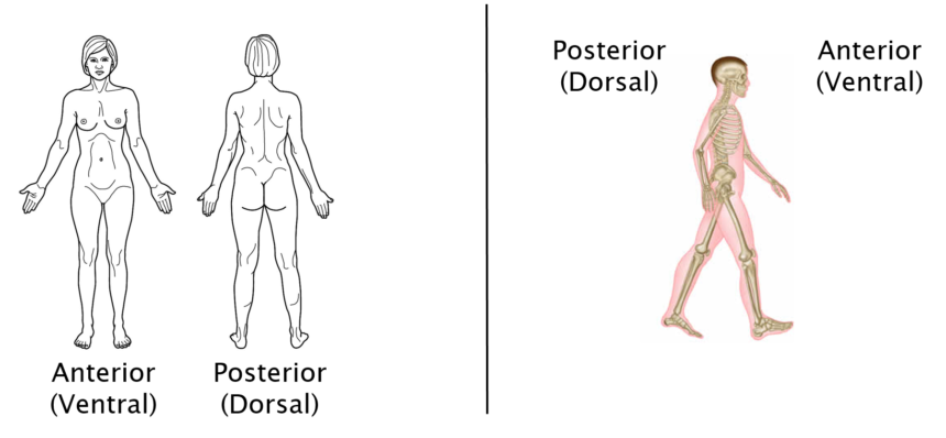 Anterior and Posterior