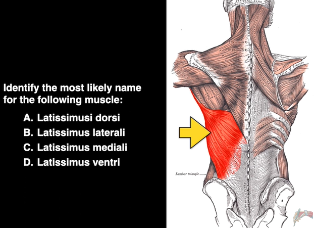 Anterior and Posterior