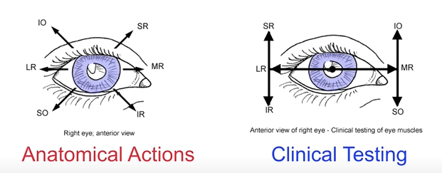 extraocular muscles