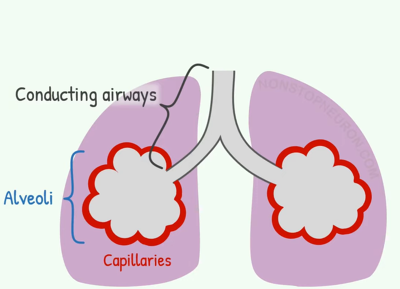 lung diagram