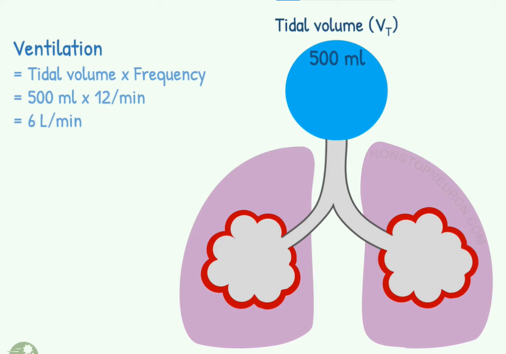 Tidal Volume