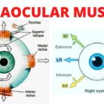 extraocular muscles