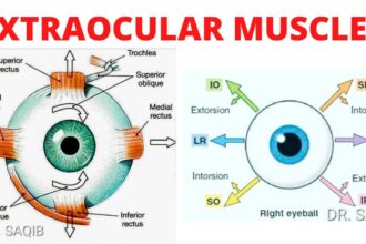 extraocular muscles