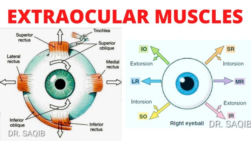 extraocular muscles