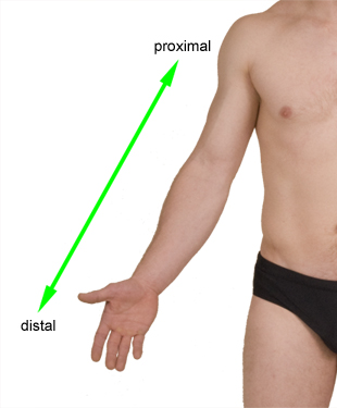 Proximal and Distal